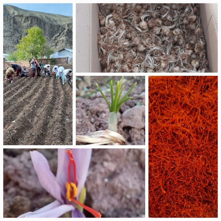 Proof of Concept: How I’M Utilizing Specialty Crop (Saffron) to Transform Rural Livelihoods through Innovative Agriculture