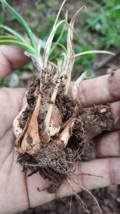Success in Saffron Cultivation in Mountain Regions: A Game-Changer for Specialty Agriculture